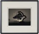 Masao Yamamoto, Bonsai