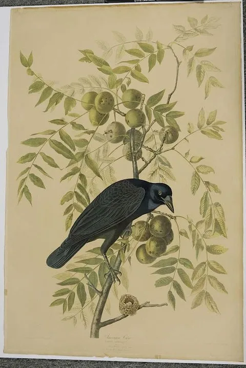 John James Audubon, American Crow (Corvus Americanus), Plate 225, Part 3-1 (inscribed upper left), from Birds of America, 1860, chromolithograph on paper