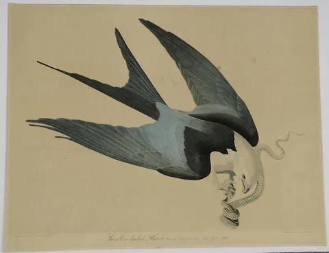 John James Audubon, Swallow-tailed Hawk, Plate 18, Part 5-3, from Birds of America, 1860, chromolithograph on paper
