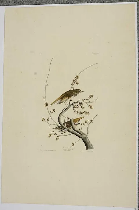 John James Audubon, Hermit Thrush, Plate LVIII, Variant 2, from The Birds of America, London, 1827-1838, hand-colored engraving with etching and aquatint on on wove paper with "J. Whatman/1832" watermark