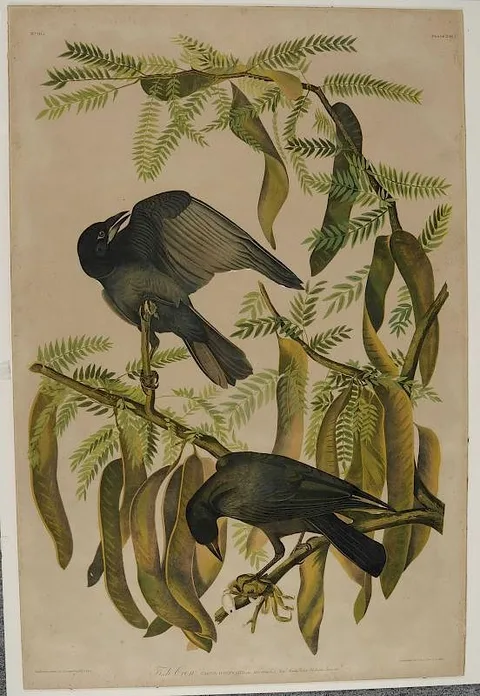 John James Audubon, Fish Crow in a Honey Locust Tree, 1860, chromolithograph on paper
