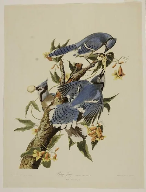 John James Audubon, Blue Jay, Plate 231, Part 2-4, from Birds of America, 1859, chromolithograph on paper