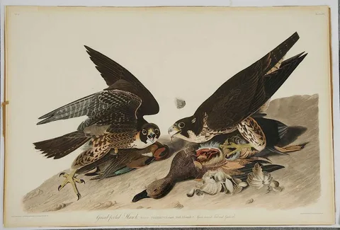 John James Audubon, Great-footed Hawk, Plate XVL, from The Birds of America, London, 1827-1838, hand-colored engraving with etching and aquatint on wove paper with possible flattened watermark upper right