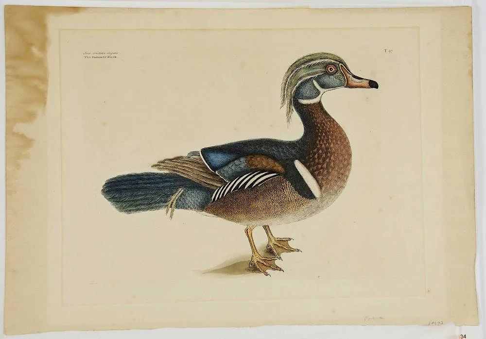 The Summer Duck, T. 97 by Mark Catesby, hand-colored engraving on laid paper with "IV" watermark, sold May 2017
