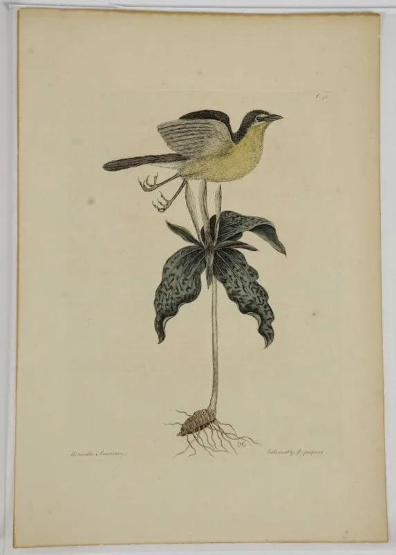 Yellow-breasted Chat, T.50 by Mark Catesby, hand-colored engraving on laid paper with Strasbourg lily "4" watermark, sold May 2017