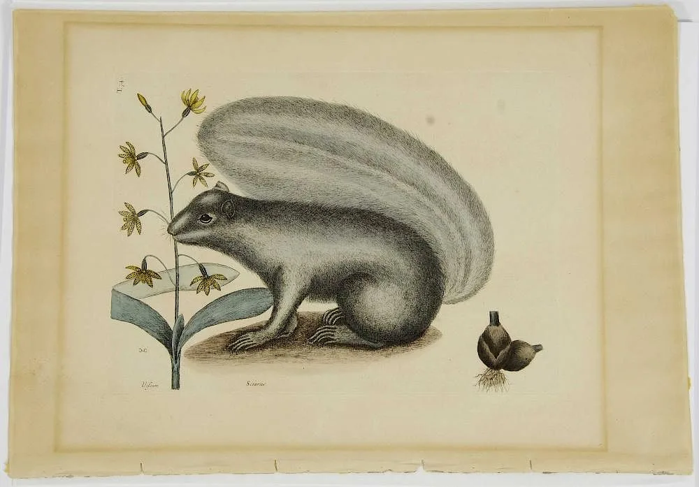 Mark Catesby, Gray Fox Squirrel (Sciurus), T. 74, hand colored engraving on laid paper with Strasbourg Lily watermark with dropped "WR"