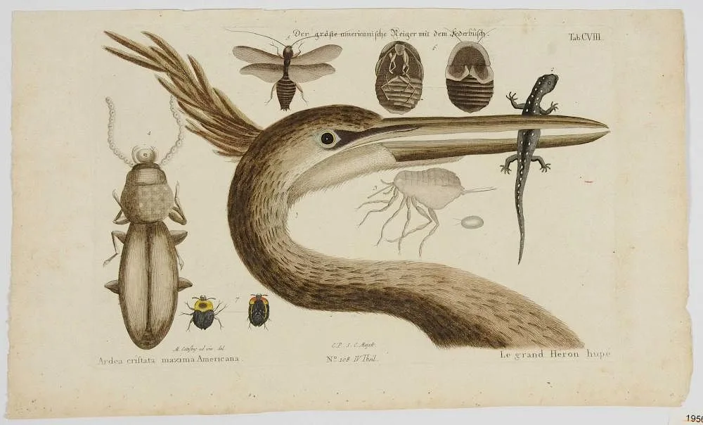 Great Blue Heron, T. CVIII, from Sammlung Verschiedener Auslaendisher und Seltener Vogel: Nuremberg by Mark Catesby, 1749-1776, hand-colored engraving on laid paper, sold May 2017