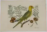 Mark Catesby, The Parrot of Carolina, T.11, from The Natural History of Carolina, Florida and The Bahama Islands, volume 1, 1st edition