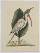 Mark Catesby, White Ibis, T.82, from The Natural History of Carolina, Florida and The Bahama Islands, volume 1