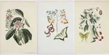 Mark Catesby, Three prints: Lunar Moth, T.84, Tiger Swallowtail, T.97, Great Laure,l App.17, from The Natural History of Carolina, Florida and The Bahama Islands, volume 2 and appendix, third edition
