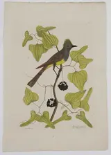 Mark Catesby, The Crested Fly-catcher, T.52  from The Natural History of Carolina, Florida and The Bahama Islands, volume 1, first edition
