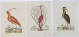 Mark Catesby, Three prints: The Flamingo, T.73, The Red Curlew, T.84, The Brown Bittern, T.78, from The Natural History of Carolina, Florida and The Bahama Islands, volume, first or second edition