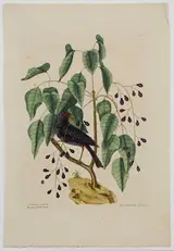 Mark Catesby, Purple Grosbeak, T.40, from The Natural History of Carolina, Florida and The Bahama Islands, volume 1, first edition