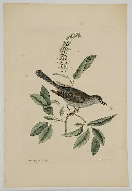 Gray Cat-bird, T.66 by Mark Catesby, hand-colored engraving on laid paper with "IV" watermark, sold May 2017