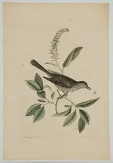 Mark Catesby, Gray Cat-bird, T.66