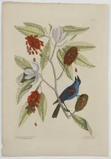 Mark Catesby, The Blew Grosbeak, T.39, from The Natural History of Carolina, Florida and The Bahama Islands, volume 1, first edition