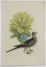 Mark Catesby, The Turtle of Carolina, T.24, from The Natural History of Carolina, Florida and The Bahama Islands, volume 1, first edition