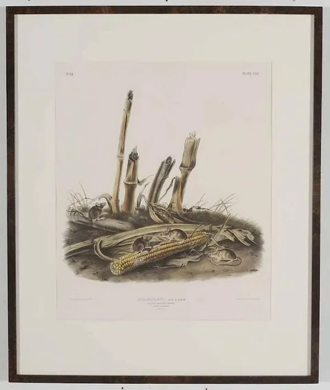 [Mus Minimus] Little Harvest Mouse, pl. LXV, from [The Viviparous Quadrupeds of North America], Bowen edition, New York by John James Audubon, 1845, hand-colored lithograph on cream wove paper, offered Oct 2016
