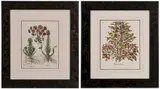 Basil Besler, Two works: Hortus Eystettensis, Nuremberg: [Petasites…petasites flore albo], lacking text verso