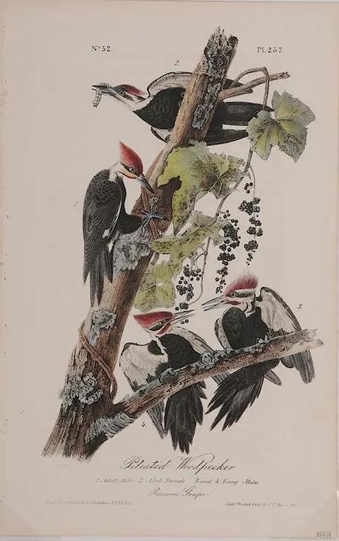 [Pileated Woodpecker], Bowen octavo edition, plate 257 by John James Audubon, hand-colored lithograph on cream wove paper, sold Jul 2015