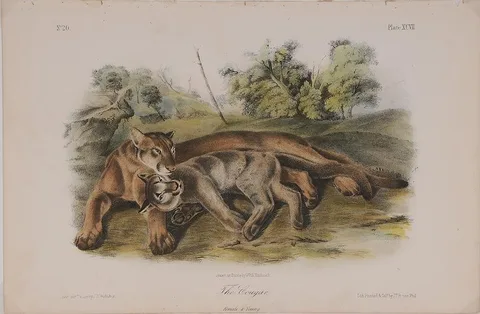 [The Cougar], Bowen octavo edition, plate XCVII by John James Audubon, hand-colored lithograph on cream wove paper, offered Jul 2015