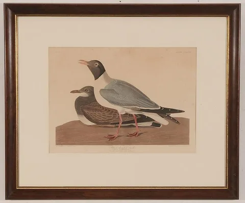 Black-Headed Gull, Plate CCCXIV, from [The Birds of America,] London by John James Audubon, 1827-1838, hand-colored engraving with aquatint on wove paper with J. Whatman watermark, sold Jul 2015