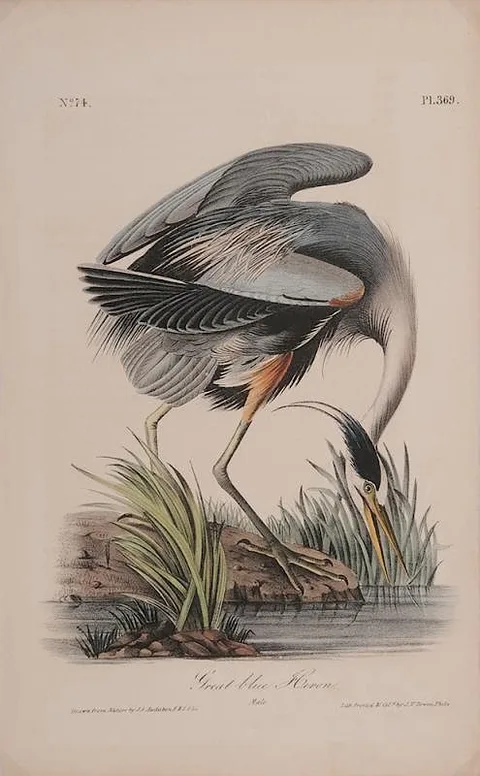 [Great Blue Heron], Bowen octavo edition, plate 369 by John James Audubon, hand-colored lithograph on cream wove paper, sold Jul 2015