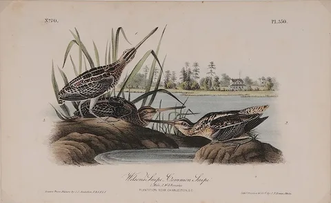 [Wilsons Snipe, Common Snipe], Bowen octavo edition, plate 350 by John James Audubon, hand-colored lithograph on cream wove paper, offered Jul 2015