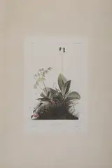 John James Audubon, Wood Wren, Plate CLXXXIX