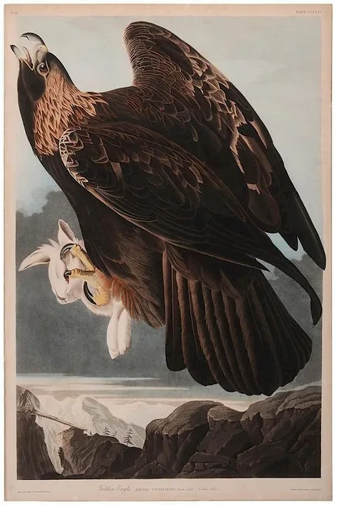 John James Audubon, Golden Eagle, Aquila Chrysaetos, Plate CLXXXI, Variant I, from The Birds of America, London, 1827-1838, handcolored engraving with etching and aquatint on wove paper with watermark for "J. Whatman/ Turkey Mill/1834"