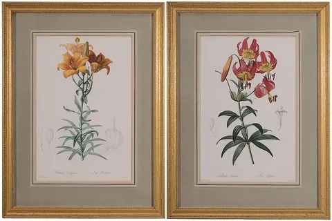 Pierre-Joseph Redouté, Lilium Superbum PL.103, 1802–1816, stipple engravings finished with hand-coloring on paper with "Odent & C" watermark
