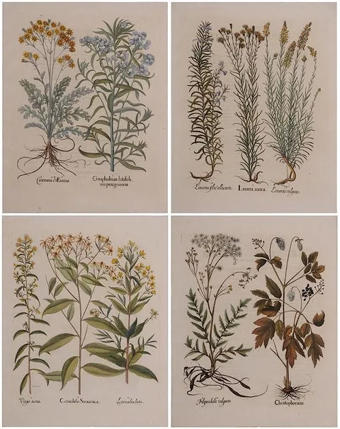 Basil Besler, Four botanical leaves: Linaria aurea…, Gnaphalium latifoli…, Christophoriana…, Consolida Saracenica... from Hortus Eystettensis, Nuremberg, likely 1713 edition or later 18th century, text verso, hand-colored engravings on paper