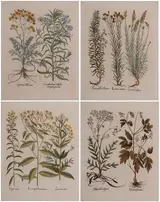 Basil Besler, Four botanical leaves: Linaria aurea…, Gnaphalium latifoli…, Christophoriana…, Consolida Saracenica... from Hortus Eystettensis, Nuremberg, likely 1713 edition or later 18th century, text verso