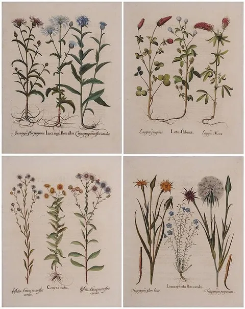 Basil Besler, Four botanical leaves: Lotus…, Connyzamedia…, Linum …, Lacea…, from Hortus Eystettensis, Nuremberg, likely 1713 editions or later 18th century, text verso, hand-colored engravings on paper