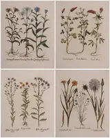 Basil Besler, Four botanical leaves: Lotus…, Connyzamedia…, Linum …, Lacea…, from Hortus Eystettensis, Nuremberg, likely 1713 editions or later 18th century, text verso