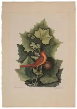 Mark Catesby, The Summer Redbird, T.56, from the Natural History of Carolina, Florida, and the Bahama Islands, 3rd edition, conjoined monogram "MC