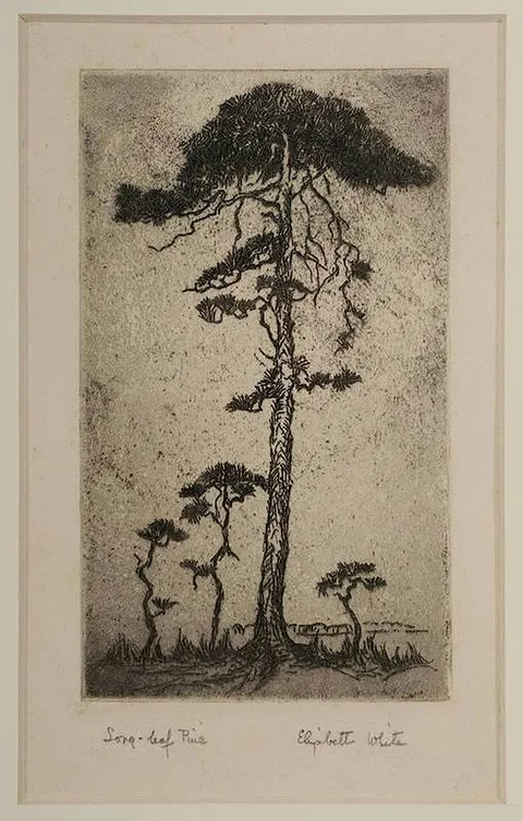 Elizabeth White, Long-leaf Pine, drypoint etching on paper