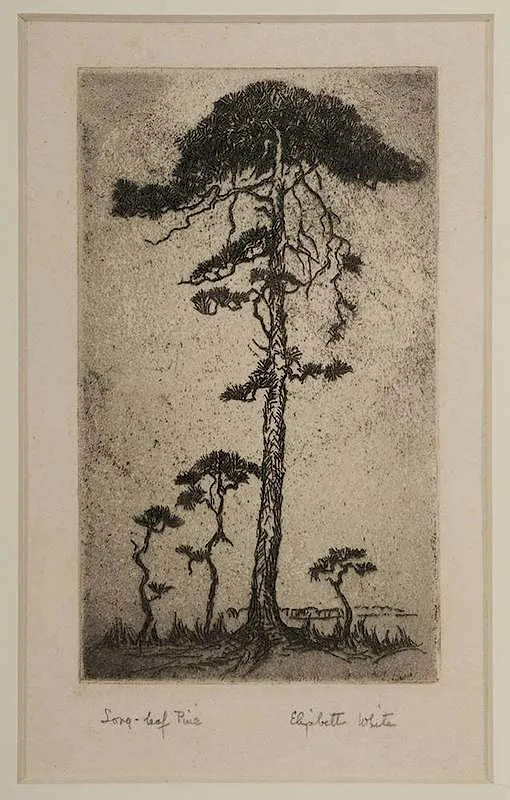 Long-leaf Pine by Elizabeth White, drypoint etching on paper, sold Jan 2015