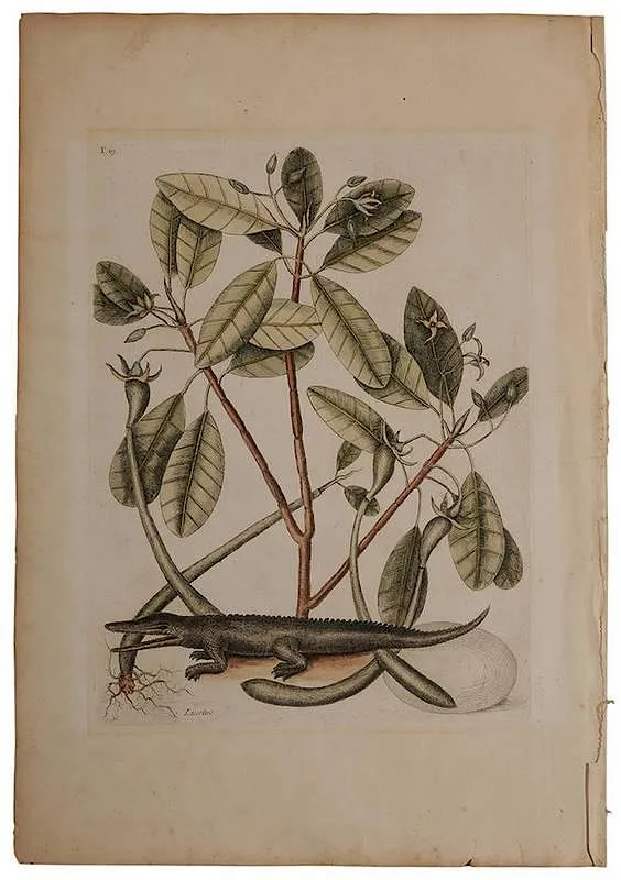 Alligator T.63 by Mark Catesby, handcolored engraving on on laid paper, sold Nov 2014