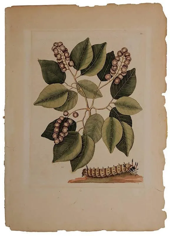Horned Devil's Caterpillar T.94 by Mark Catesby, hand-colored engraving on laid paper, sold Nov 2014