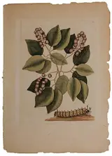 Mark Catesby, Horned Devil's Caterpillar T.94