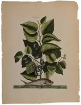 Mark Catesby, Lady Fish T.24, from the Natural History of Carolina, Florida, and the Bahama Islands, 18th century edition