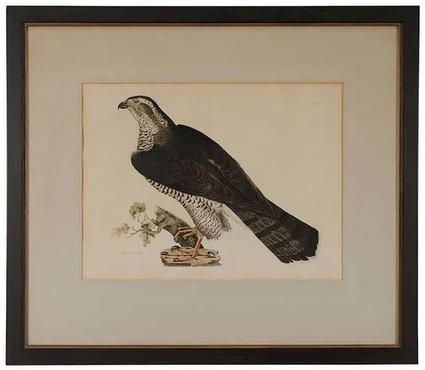 Prideaux John Selby, Goshawk, Adult, from [Illustrations of British Ornithology,] 1821, hand-colored engraving on paper