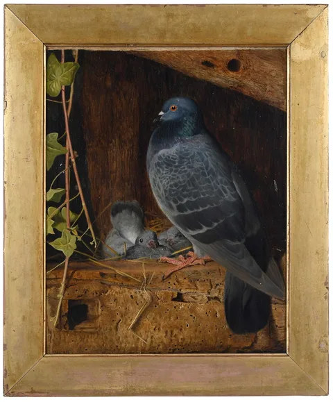 William James Webbe, Pigeon and Nestlings, 1856, oil on artist board