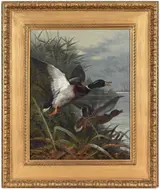 Archibald Thorburn, Mallards Rising