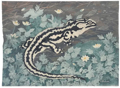 James Butler, Black Striped Lizard circa 1930, watercolor on washi paper