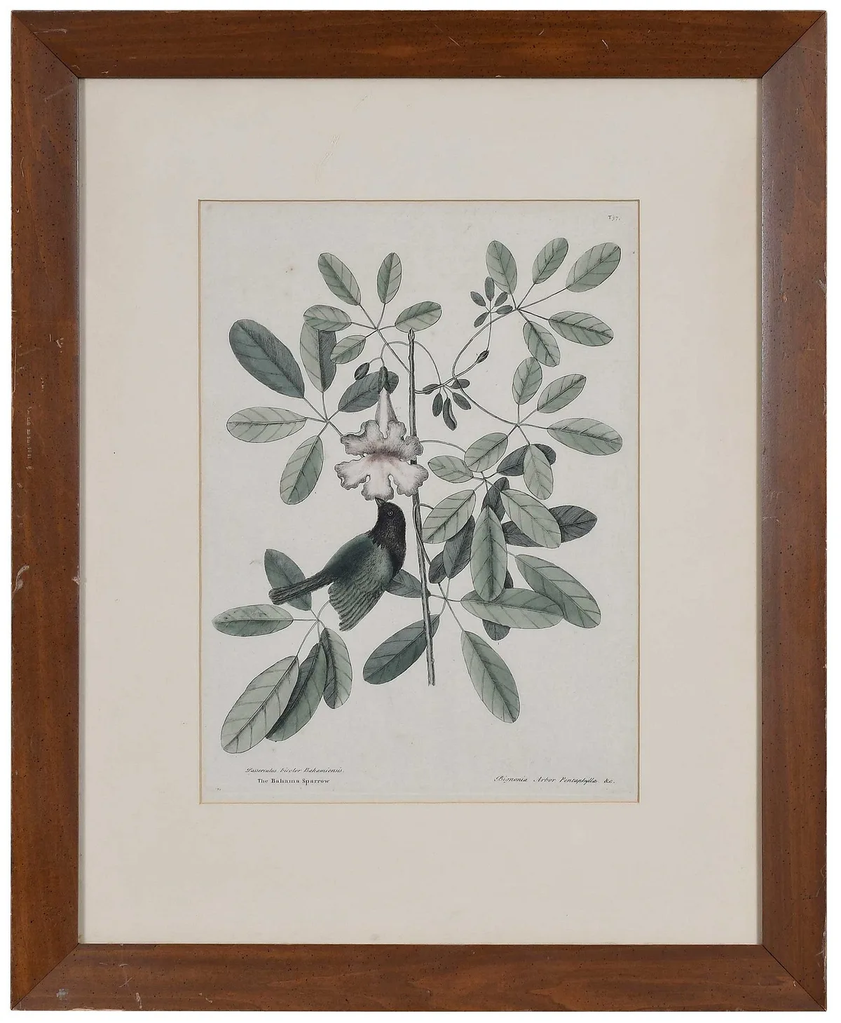 The Bahama Sparrow by Mark Catesby, hand colored engraving on laid paper, sold Nov 2025