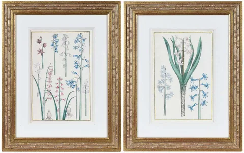 Basil Besler, from Hortus Eystettensis, 20th century, offset lithographs on paper