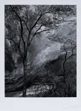 Brett Weston, Wooded Landscape