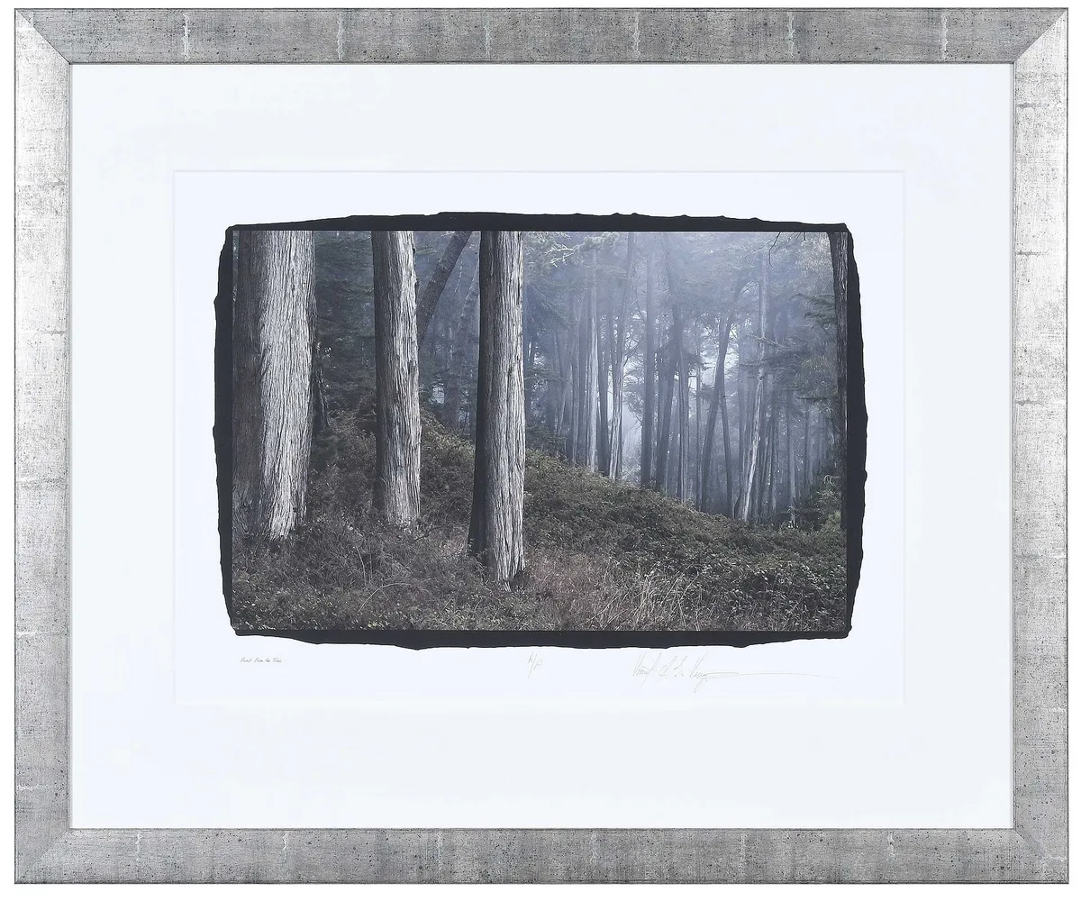 Vincent Versace, Forest From the Trees, from the Presidio Project, archival pigment print